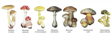 Отравления грибами